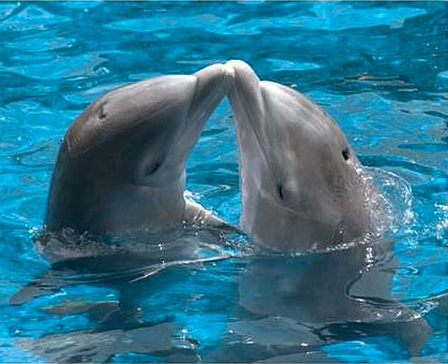 Plavání s delfínky